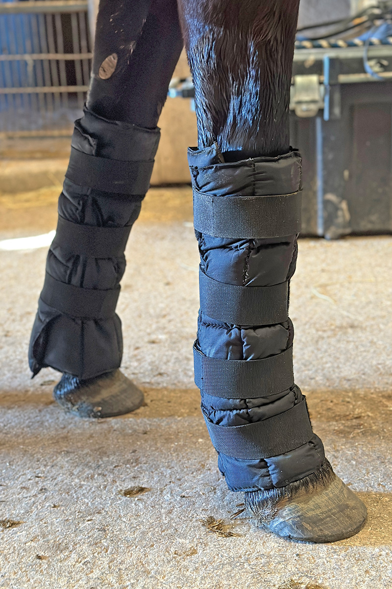 Las botas de hielo se utilizan en un caballo para el cuidado post-entrenamiento.